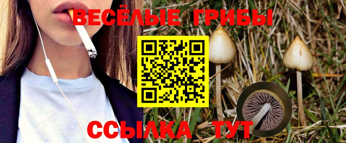 Сызрань  Галлюциногенные грибы Psilocybe  Вход с VPN 