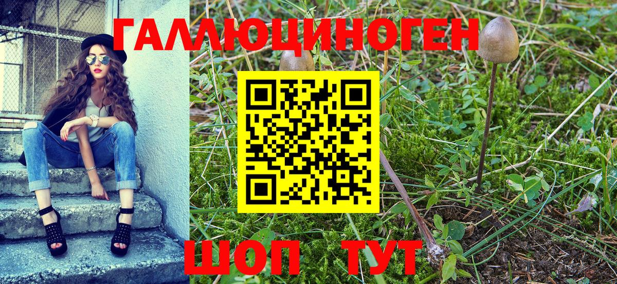 Галлюциногенные грибы Psilocybe Сызрань